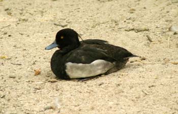 Porrón moñudo (Aythya fuligula)