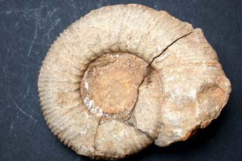 Parkinsonia parkinsoni (Ammonites) Jurásico