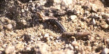 Carábido sp. larva