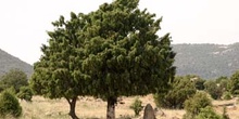 Enebro común - Porte (Juniperus communis)