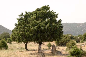 Enebro común - Porte (Juniperus communis)