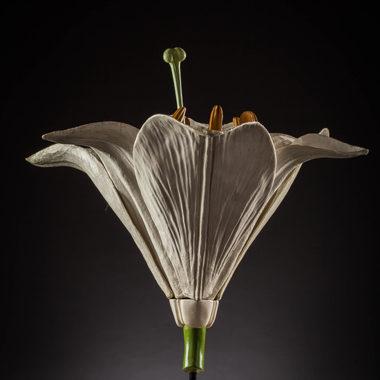 IES_SANISIDRO_MUSEO_Botanica_014