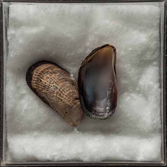 IES_ISABELLACATOLICA_BIOLOGIA_478