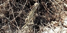 Camaleón común Chamaeleo chamaeleon Linnaeus, 1758