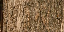 Chopo de Canadá - Tronco (Populus x canadensis)