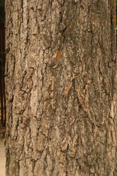 Chopo de Canadá - Tronco (Populus x canadensis)