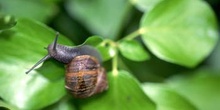Caracol
