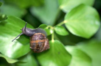 Caracol