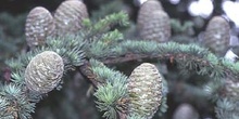 Cedro del Atlas - Piñas (Cedrus atlantica)