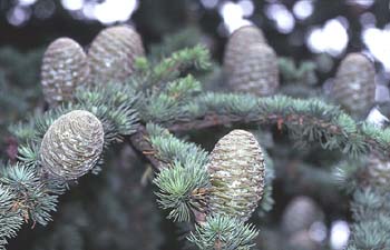 Cedro del Atlas - Piñas (Cedrus atlantica)