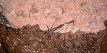 Araña (Satacidae fam.)