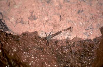 Araña (Satacidae fam.)