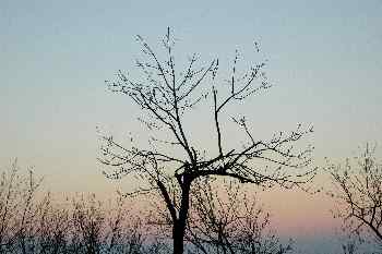 árbol en el parque de St. Gellért, Budapest, Hungría