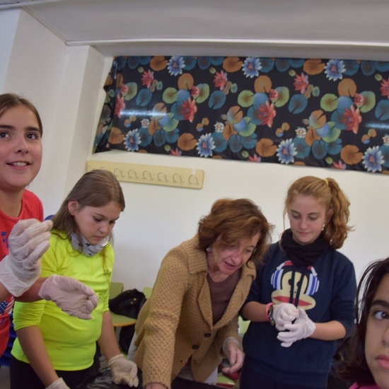 2016_11_DISECCIÓN DEL CRÁNEO Y OJO DE UN CORDERO_SEXTO 11