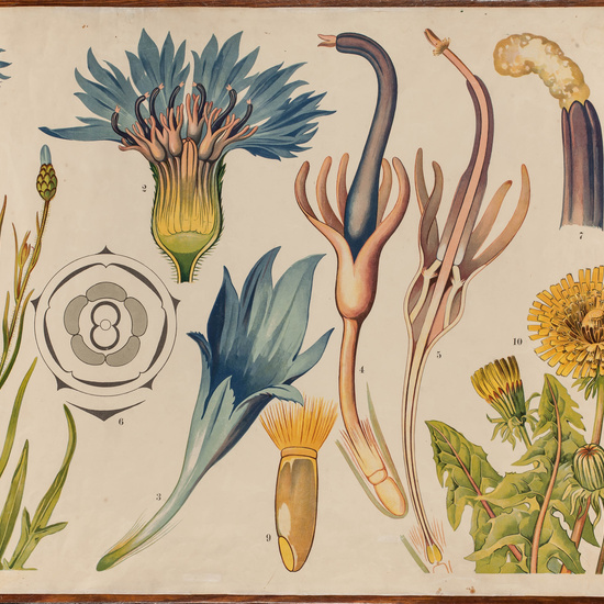 IES_CARDENALCISNEROS_BOTÁNICA_II_LÁMINAS_010