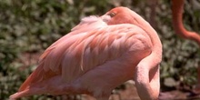 Flamenco (Phoenicopterus ruber roseus)