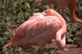 Flamenco (Phoenicopterus ruber roseus)