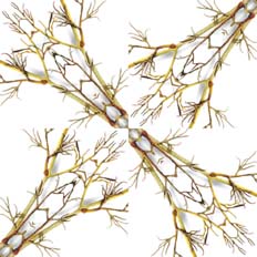 Simetría radial dispuesta en cuadro de la rama