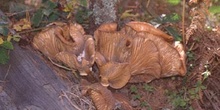 Armillaria sp.