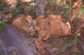 Armillaria sp.