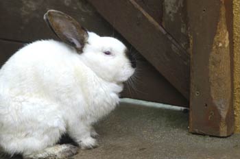 Conejo blanco