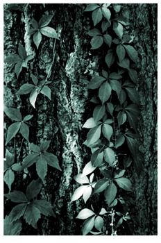 Fotografía artística mediante la técnica del virado