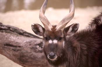 Antílope A (Antilopino Fam.)