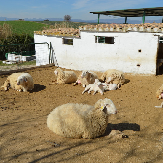 GRANJA ESCUELA ALBITANA 32