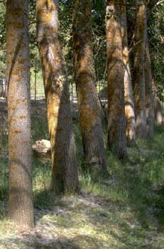 Chopo de Canadá - Tronco (Populus x canadensis)