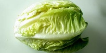 Cogollo de lechuga