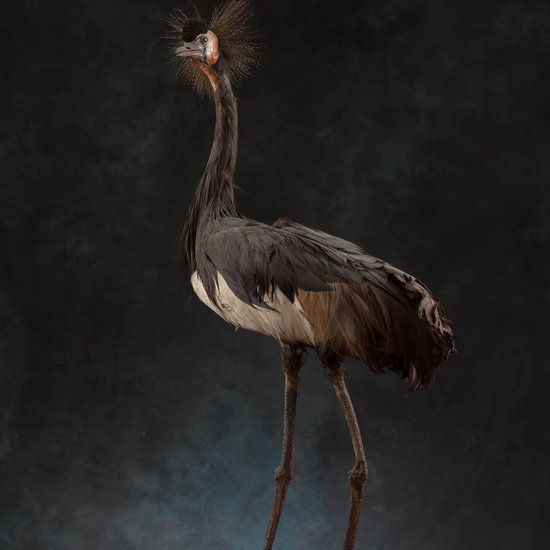 IES_SANISIDRO_MUSEO_Aves_168