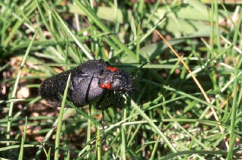 Aceitera (Meloë corallifer)