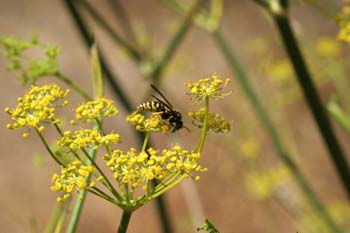 Avispa cómún (Polistes gallicus)