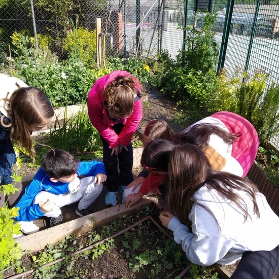 2019_05_06_Quinto en el huerto en mayo_CEIP FDLR_Las Rozas 8