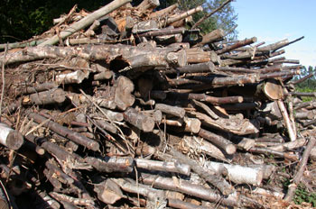árboles talados