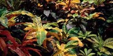 Croton (Codiaeum)