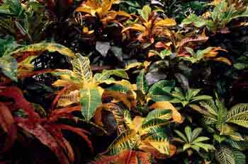 Croton (Codiaeum)