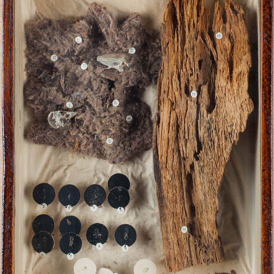 IES_CARDENALCISNEROS_Insectos_038