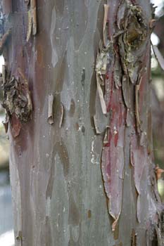 Ciprés de Arizona - Tronco (Cupressus arizonica)