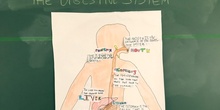 PRIMARIA - TERCERO - NATURAL SCIENCE - THE DIGESTIVE SYSTEM - ACTIVIDADES