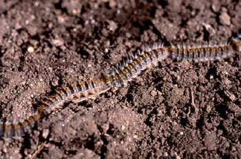 Procesionaria del pino - Oruga (Thaumetopoea pityocampa)