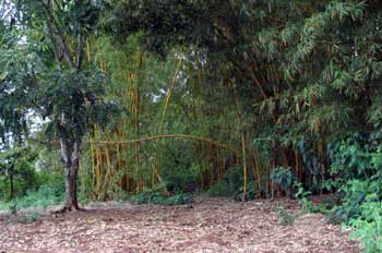 Bosque de bambú, Ecuador