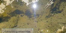 Renacuajos y garapitos