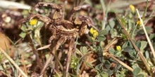 Araña lobo o Tarántula (Lycosa tarentula)