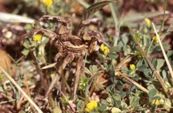 Araña lobo o Tarántula (Lycosa tarentula)