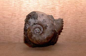 Osteoceras sp. (Molusco-Nautilus) Jurásico