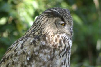 Buho real (Bubo bubo)