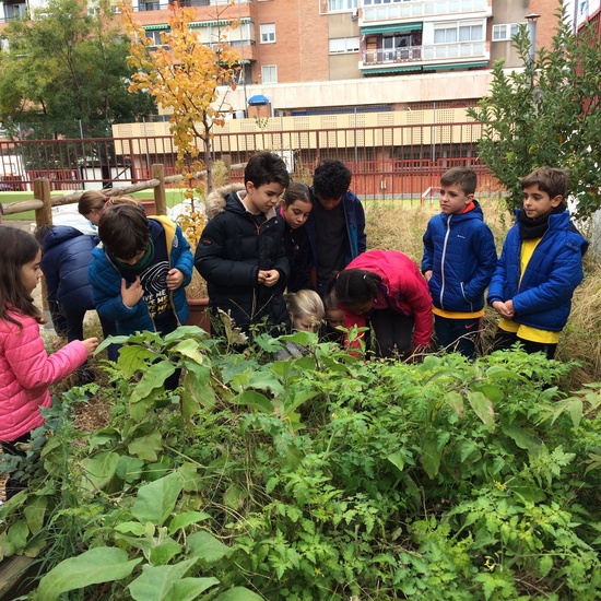 The vegetable garden in autunm 2