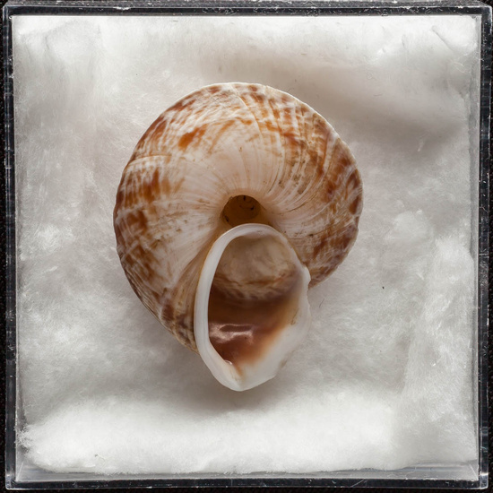 IES_ISABELLACATOLICA_BIOLOGIA_360