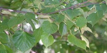 Tilo plateado (Tilia tomentosa)